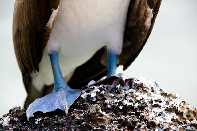 Cuatro pingüinos de Humboldt recuperaron su libertad en la Bahía de Concepción
