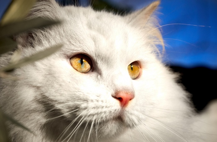 ¿Es cierto que el pelo de gato produce tumores?: Experto aclara el enigma