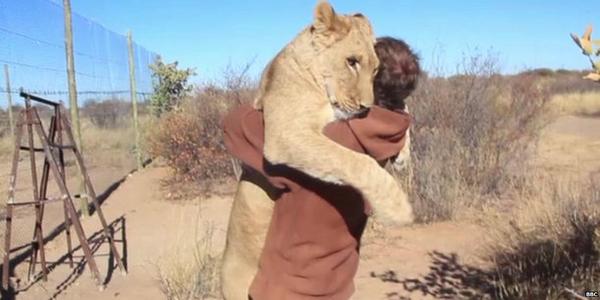 La razón por la que esta leona abraza a su cuidador cada vez que lo ve