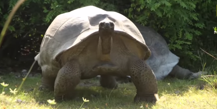 ¿Qué ocurre si interrumpes a dos tortugas teniendo sexo?: Gracioso video lo retrata