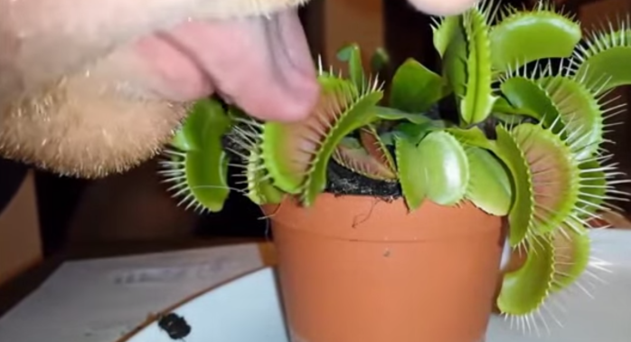¡No intentes acercar tu lengua a una planta carnívora! Así podrías quedar