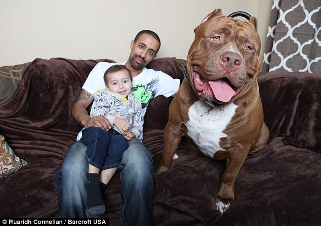 Hulk: el popular pitbull que pesa 79 kilos y es niñero