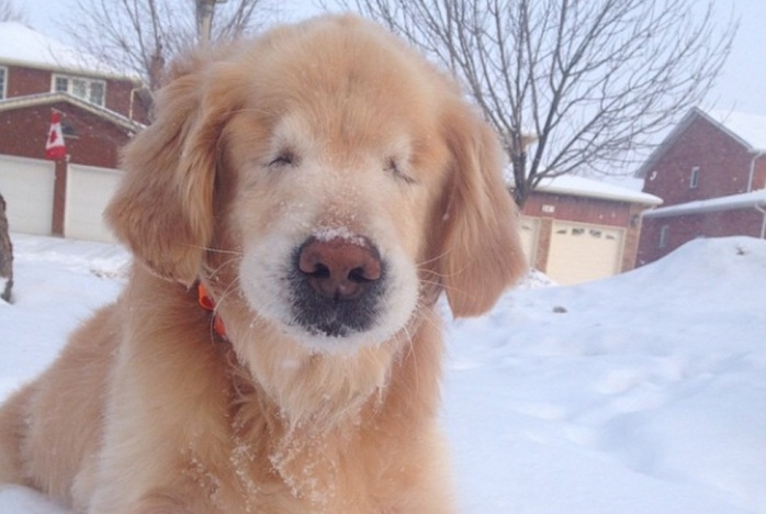 'Smiley': El tierno perro de terapia que nació sin ojos y hoy inspira a miles
