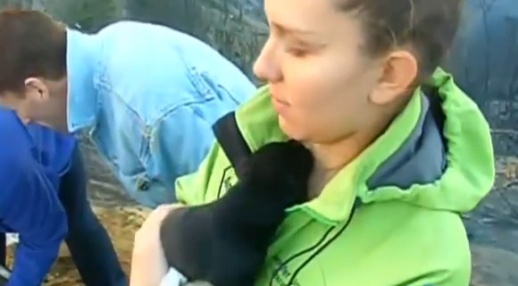 Los tiernos perritos recién nacidos que sobrevivieron al mega incendio de Valparaíso