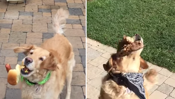 Fritz: El perro más torpe del mundo atrapando comida