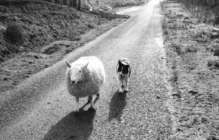 Video viral: Esta tierna oveja se cree perro porque fue criada por ellos
