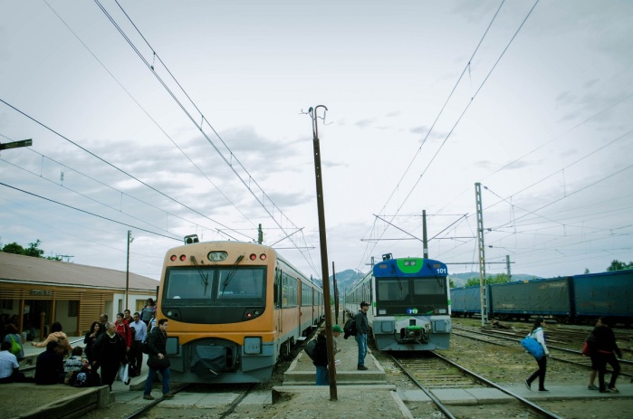 Este animalito dejó a todo un sector de Laja mareado: Debió ser capturado