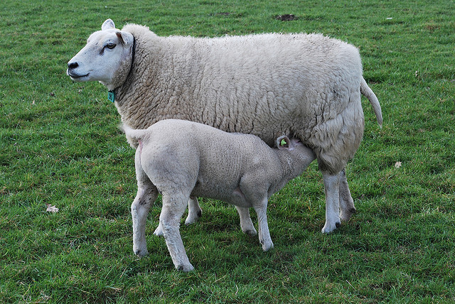 ¡Parece un anciano! Nació rarísima oveja con rasgos humanos en Rusia