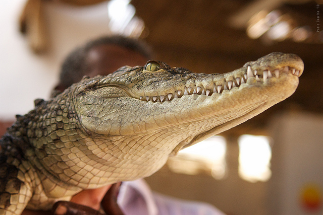 Confirman que denuncia por compra de perros y gatos para alimentar cocodrilos era falsa