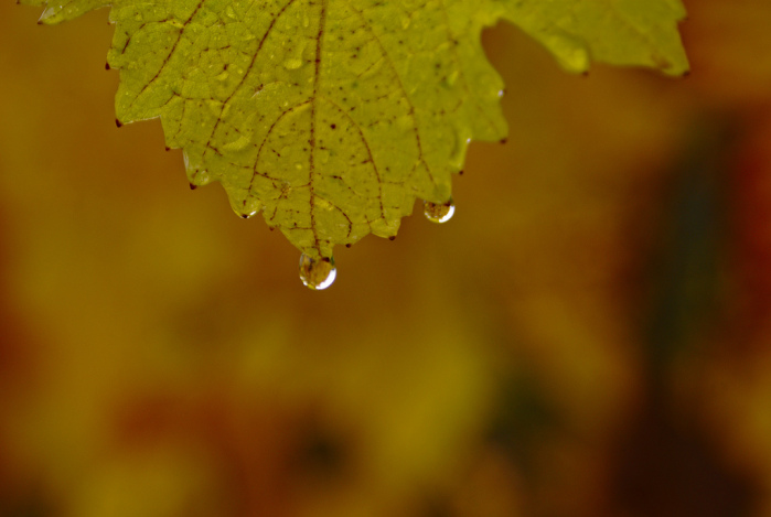 EEUU: Encarcelan a hombre que almacenaba agua lluvia en su casa
