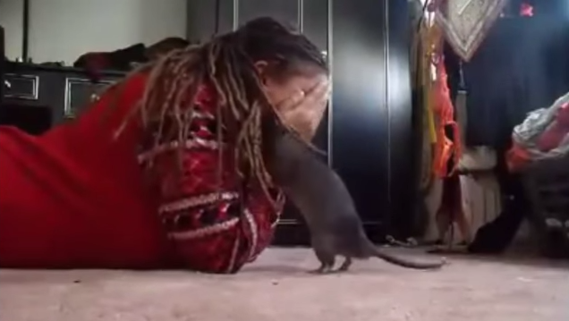 ¿Te atreverías? Mujer juega y besa a un guarén en este 