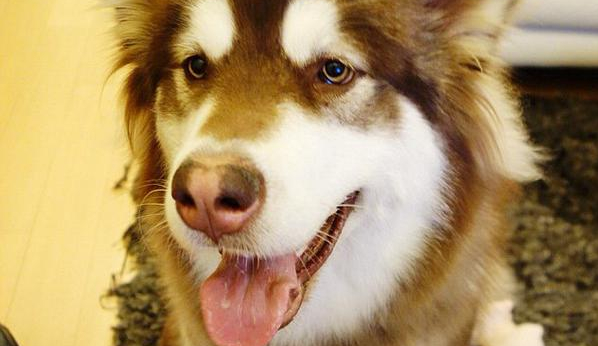 Polémica desató multimillonario chino con el regalo que le hizo a su perro