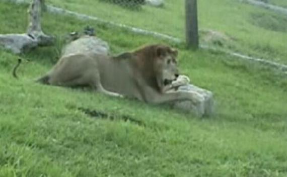 Así se reencontró un león con la naturaleza tras pasar 13 años enjaulado