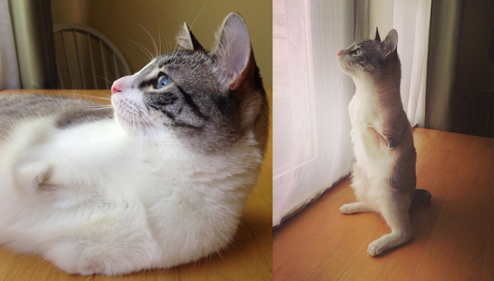 Roux, la gatita sin patas delanteras que enternece Instagram