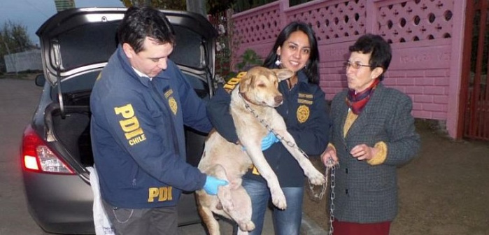PDI de Valdivia detiene a menor de edad por maltratar a un perro