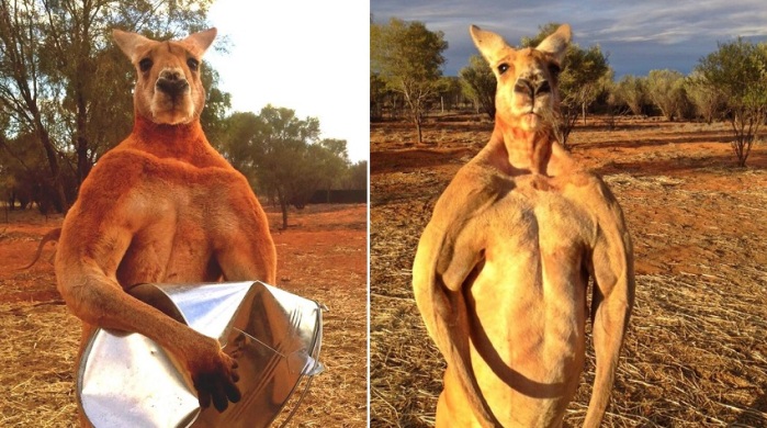 Conoce a Roger: El canguro “físicoculturista” que es sensación en Australia