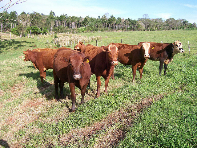 Insólito: Ternero nació con 8 patas en Río Bueno