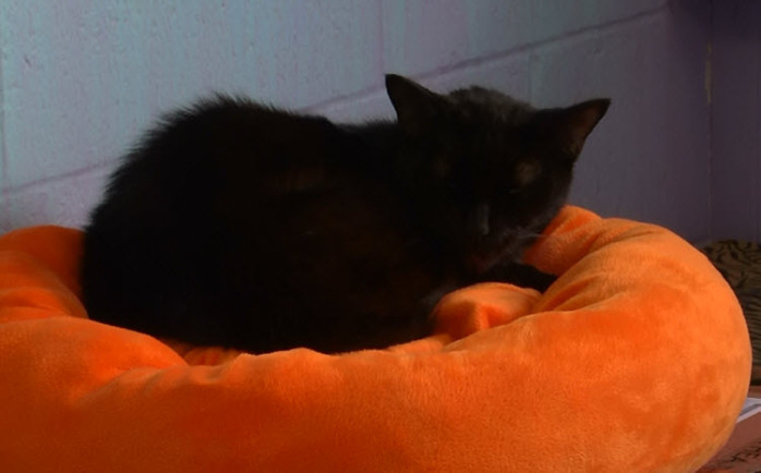 Mujer 'gringa' dejaba que su gato lamiera su cara: Esto ocurrió en su ojo