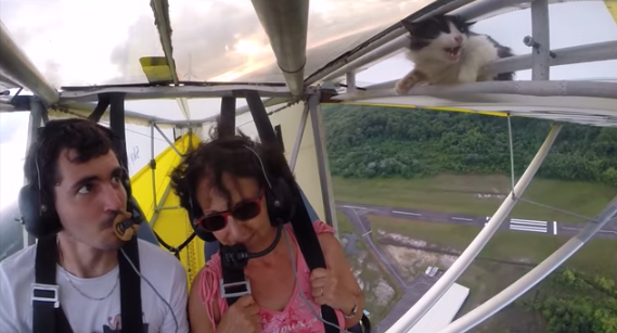 Piloto se llevó el susto de su vida en pleno vuelo: Tenía un gato en el ala del avión