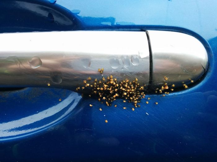 ¿Qué es eso?: Las terroríficas “criaturas” que invaden autos y casas en Reino Unido