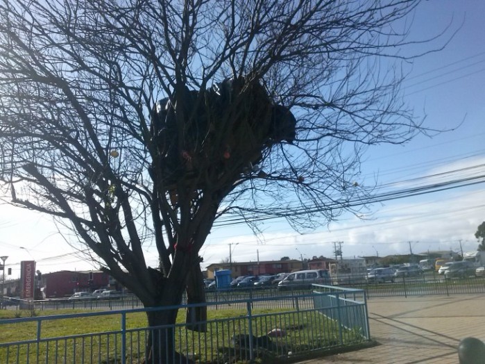 Hombre con esquizofrenia no quiere abandonar casa en árbol en Talcahuano