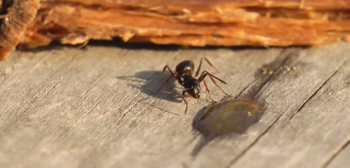 El extraño comportamiento de hormiga tras beber vodka: video se volvió viral