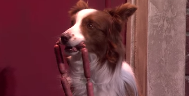 Perro se convierte en el británico con más talento en popular show de TV