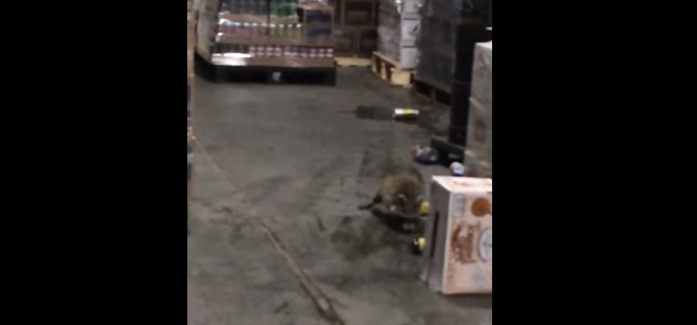 Vídeo: Pequeño mapache se retira ebrio de distribuidora de licores
