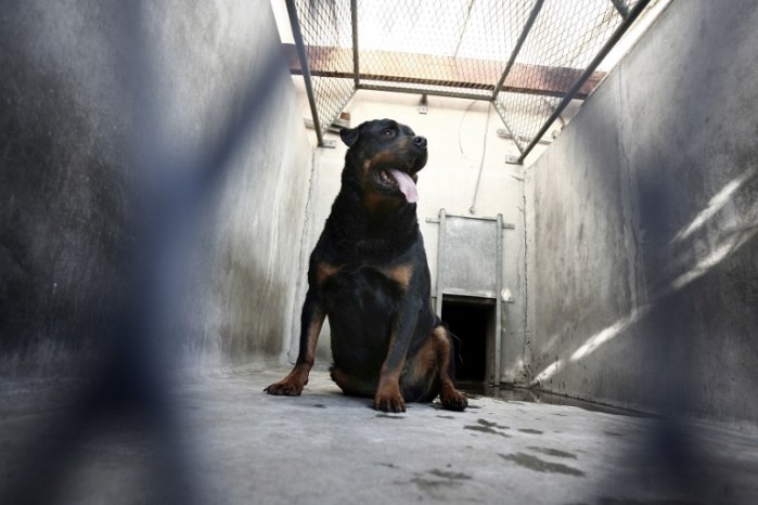 Niña muere atacada por rottweiler en Uruguay: buscan prohibir razas peligrosas