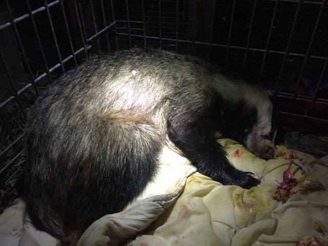 Fundacja Na Rzecz Zwierząt "Dzika Ostoja" | Facebook