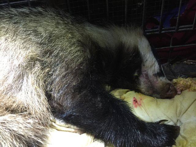 Hembra de tejón robó cervezas a turistas: se emborrachó y estuvo inconsciente dos días