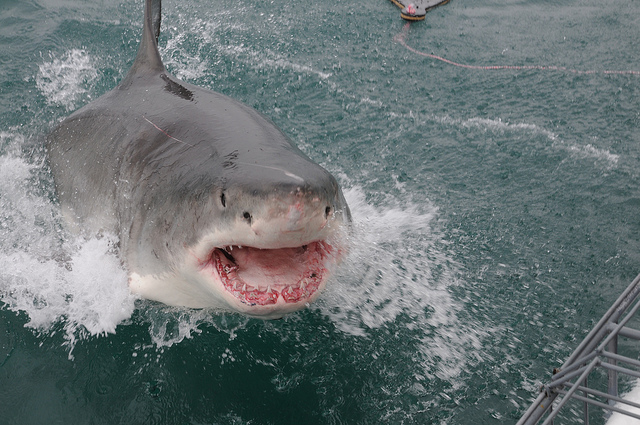 Hombre murió tras ser atacado por tiburón cuando pescaba: Estaba con su hija