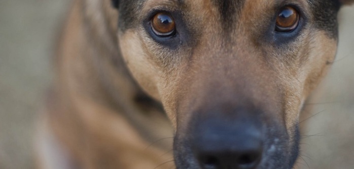 Dos perros estaban condenados a muerte pero un tierno gesto les salvó la vida