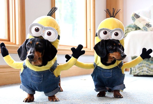 Tierno perro salchicha arrasa en redes sociales con su disfraz de Minion