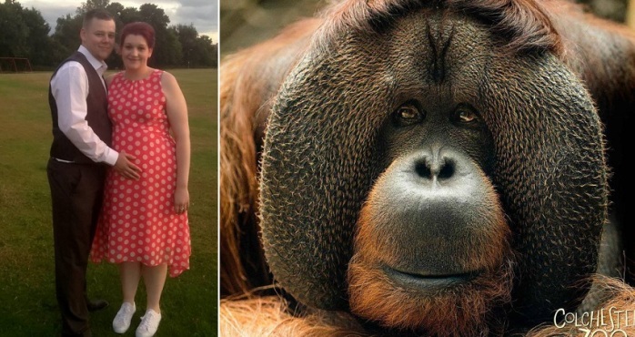 La inesperada reacción de orangután al ver a una embarazada en el zoológico