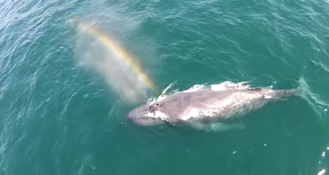 Mágica escena: Ballena fue grabada mientras 