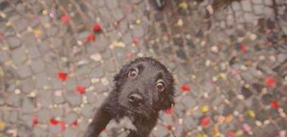Chofer penquista ve a perro sufriendo bajo la lluvia: Esta fue su reacción