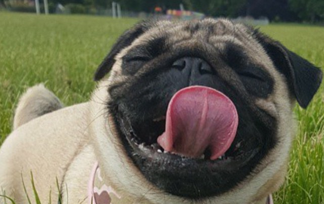 ¿Cómo sería tu vida si tu perro tuviera Whatsapp? Aquí tenemos la respuesta