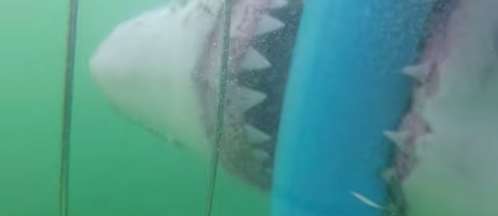 Mujer vivió feroz ataque de tiburón mientras buceaba en Sudáfrica