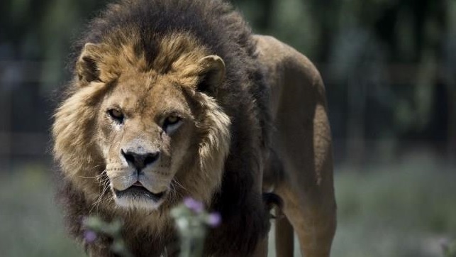 León mató a experimentado guía frente a los turistas que guiaba: Por esto lo hizo
