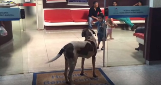 Perro esperó 2 semanas a su cuidadora hospitalizada: Ella había muerto