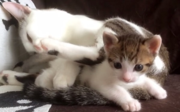 Gatito es furor en Internet tras imitar a su mamá y fallar en el intento