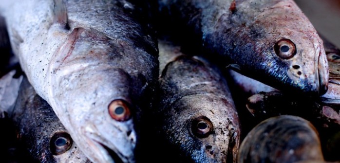 Autoridades decomisaron más de 11 toneladas de merluza en 5 regiones del país