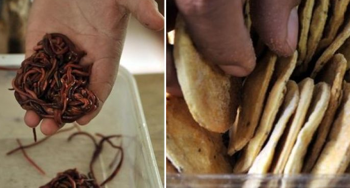 Galletas de harina de lombriz: La nueva forma de nutrirse en Bolivia