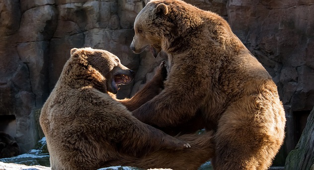 Insólito: Hombre que se disfrazó de oso es buscado por la policía por imprudente acto