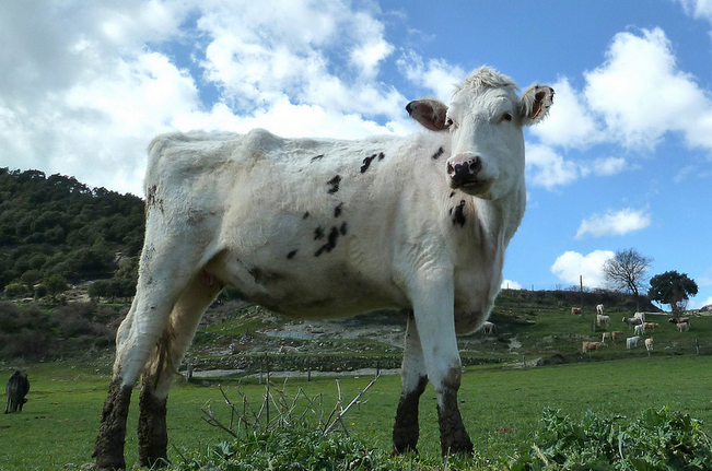 Increíble: Anciana muere en los Alpes suizos tras ser pisoteada por vacas