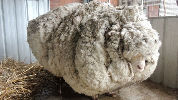 Logran esquilar a la oveja más velluda del mundo: Le quitaron 40 kilos de lana