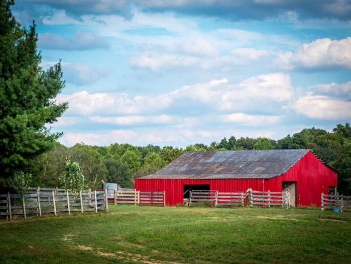 Fue detenido por intentar tener sexo con un caballo: Así reaccionó su mujer