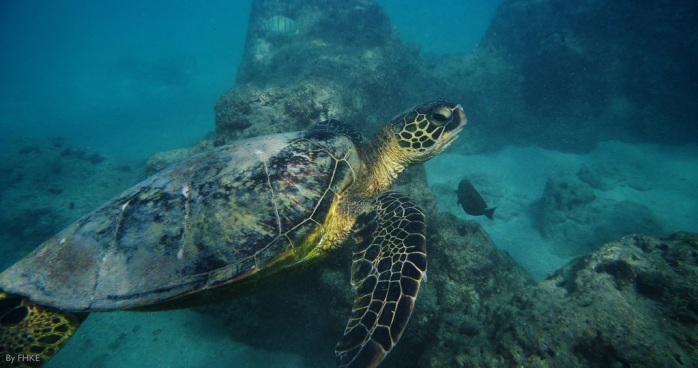 La desubicada broma a una tortuga de mar que le costó el arresto a joven 'gringa'