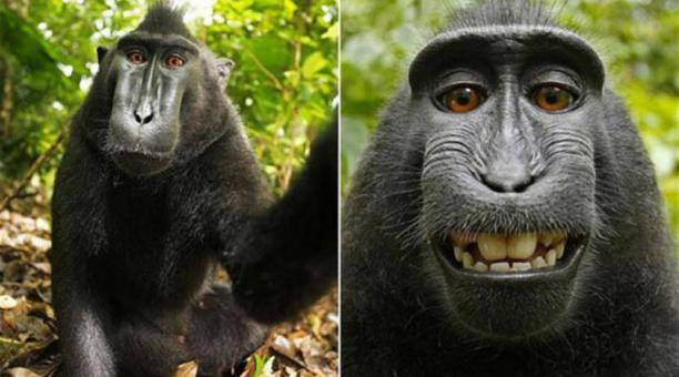 ¿Mono fotógrafo?: Luchan por los derechos de autor de macaco que se tomó selfies